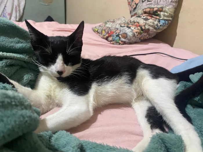 Gato raça SRD-ViraLata idade 2 a 6 meses nome Apelidado de Bob Bolota