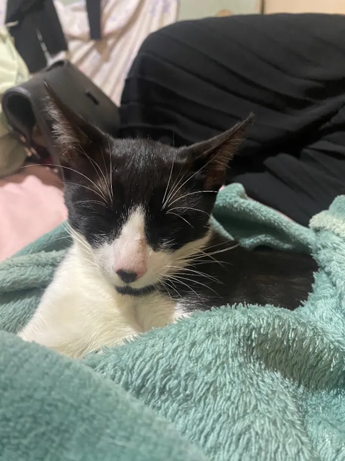 Gato raça SRD-ViraLata idade 2 a 6 meses nome Apelidado de Bob Bolota
