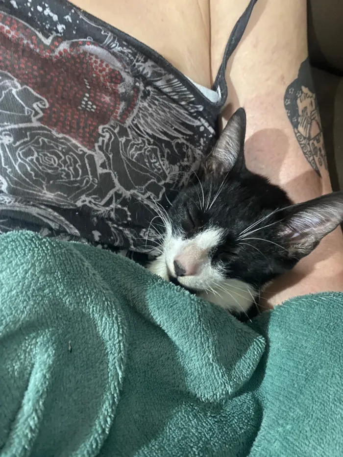 Gato raça SRD-ViraLata idade 2 a 6 meses nome Apelidado de Bob Bolota