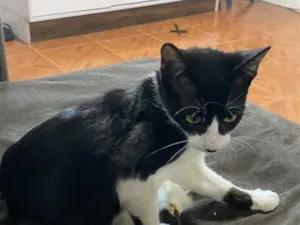 Gato raça SRD-ViraLata idade 2 a 6 meses nome Apelidado de Bob Bolota