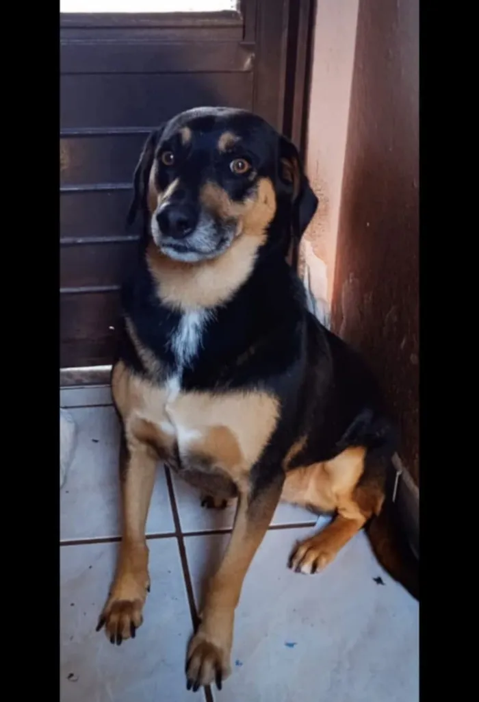 Cachorro raça SRD-ViraLata idade 2 anos nome Luna