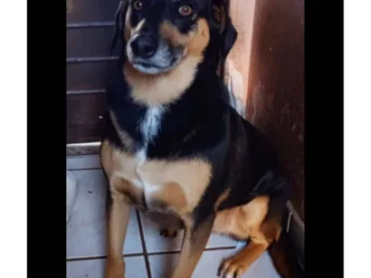 Cachorro raça SRD-ViraLata idade 2 anos nome Luna
