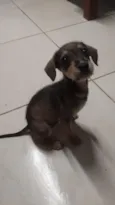 cachorrinha