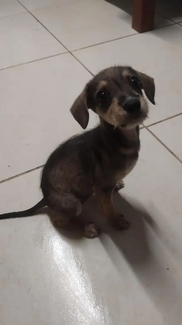 Cachorro raça SRD-ViraLata idade 2 a 6 meses nome cachorrinha