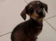 cachorrinha