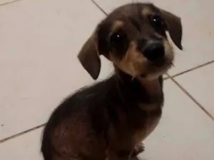 Cachorro raça SRD-ViraLata idade 2 a 6 meses nome cachorrinha