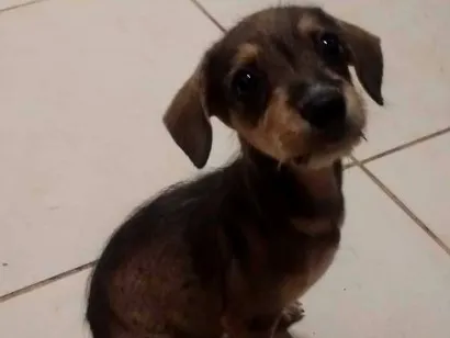 Cachorro raça SRD-ViraLata idade 2 a 6 meses nome cachorrinha