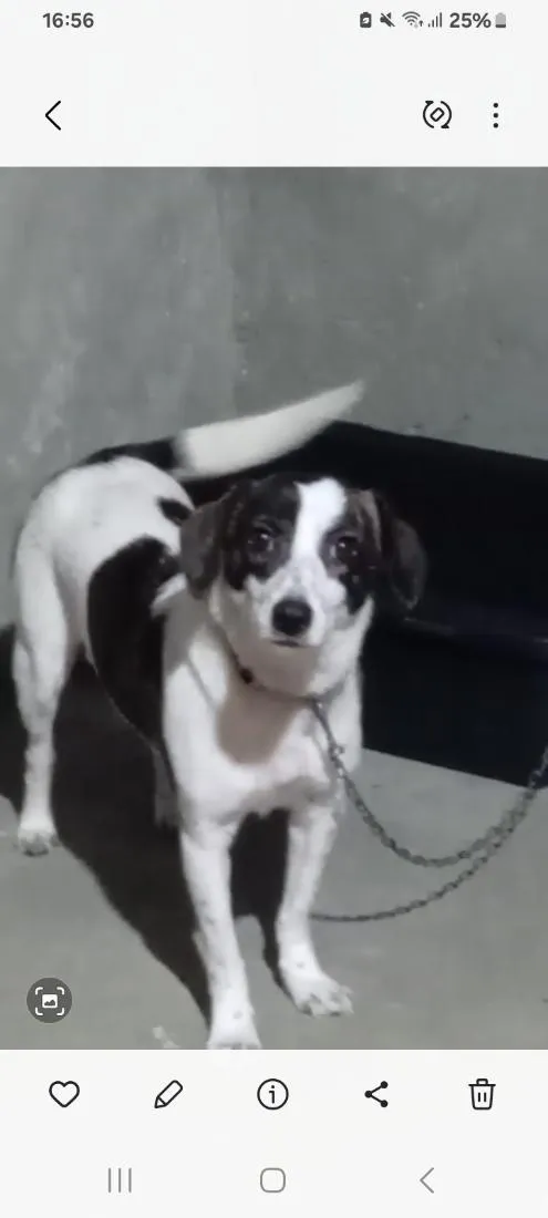 Cachorro raça SRD-ViraLata idade 2 a 6 meses nome Pandora