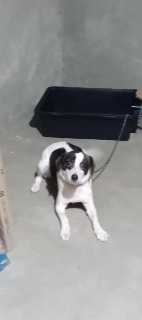 Cachorro raça SRD-ViraLata idade 2 a 6 meses nome Pandora