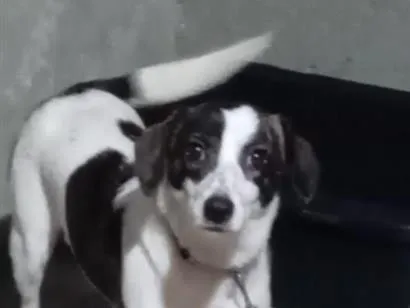 Cachorro raça SRD-ViraLata idade 2 a 6 meses nome Pandora