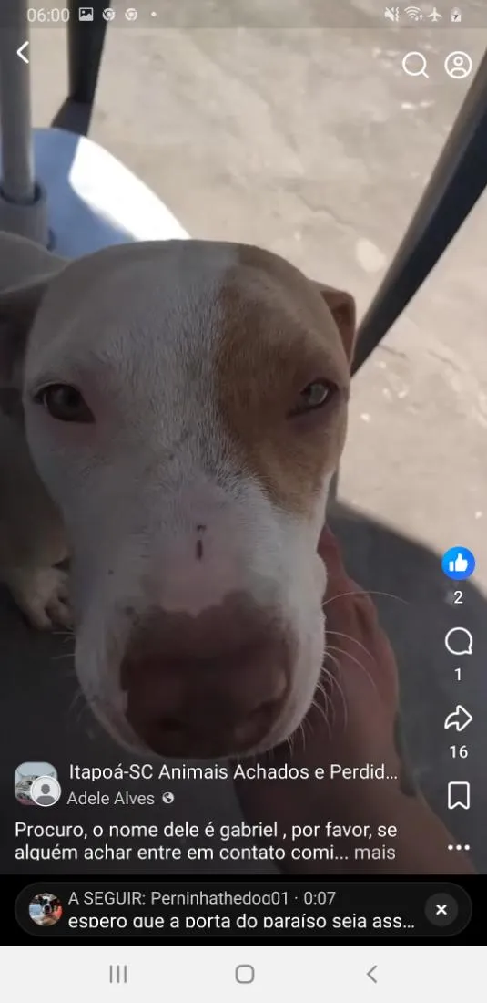 Cachorro raça Pit-Bull idade 7 a 11 meses nome Gabriel