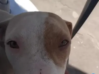 Cachorro raça Pit-Bull idade 7 a 11 meses nome Gabriel