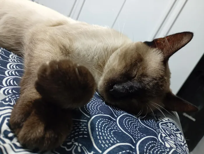 Gato raça Siamês idade 7 a 11 meses nome Tadeu