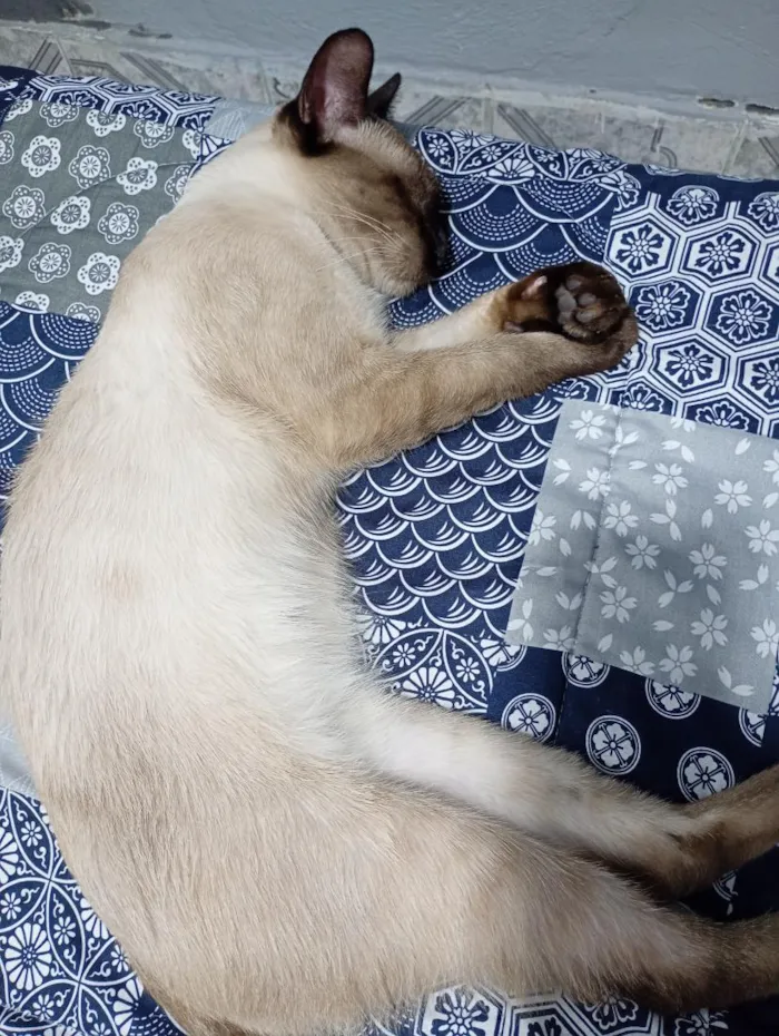 Gato raça Siamês idade 7 a 11 meses nome Tadeu