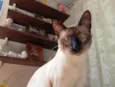 Tadeu