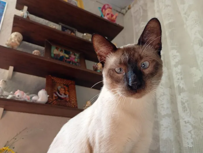 Gato raça Siamês idade 7 a 11 meses nome Tadeu