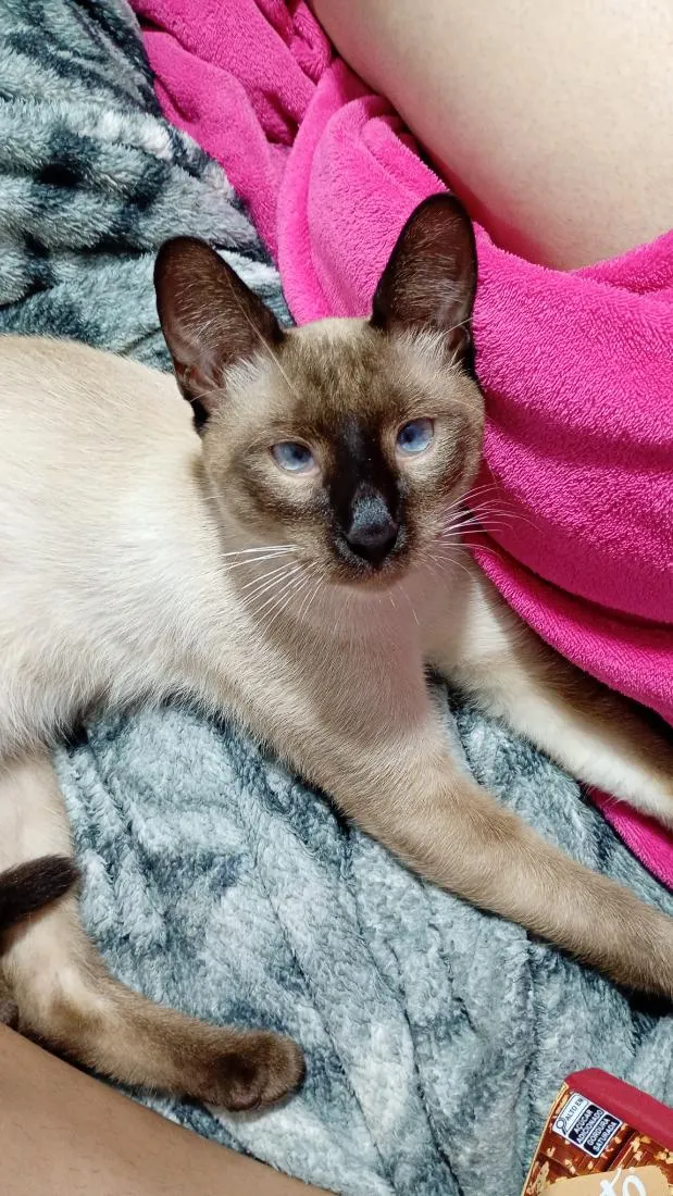 Gato raça Siamês idade 7 a 11 meses nome Tadeu