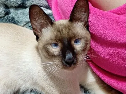 Gato raça Siamês idade 7 a 11 meses nome Tadeu