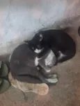Lila e Safira