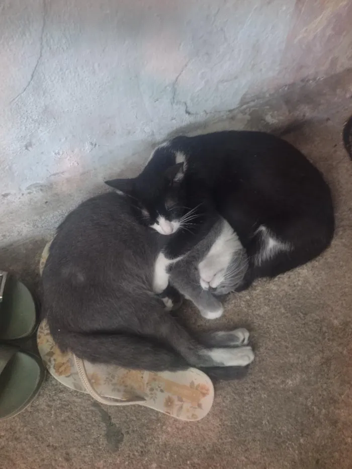 Gato raça SRD-ViraLata idade 7 a 11 meses nome Lila e Safira