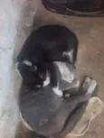 Lila e Safira