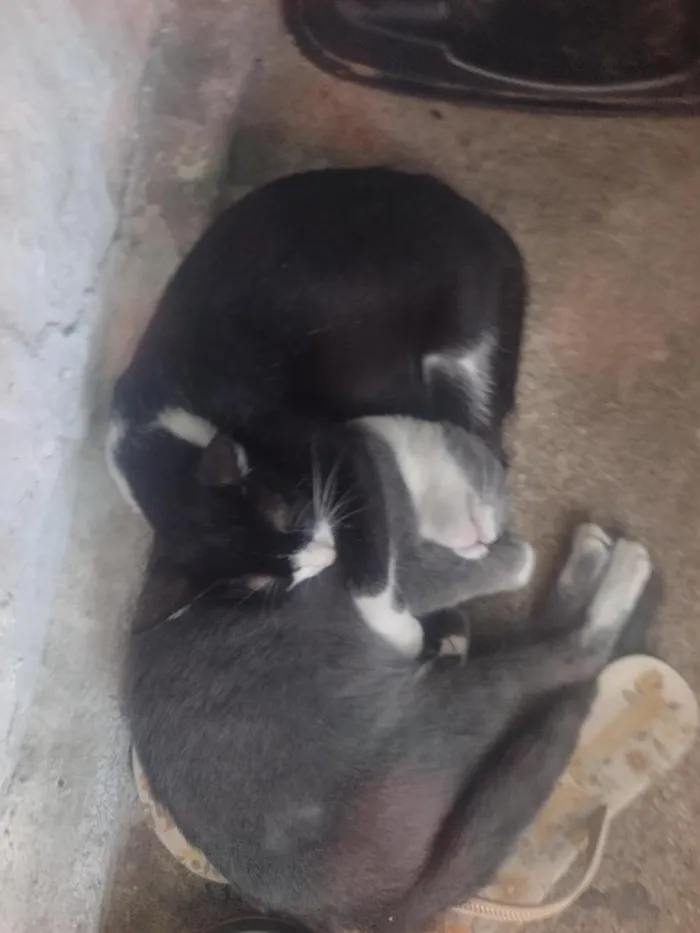 Gato raça SRD-ViraLata idade 7 a 11 meses nome Lila e Safira