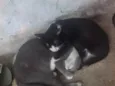 Lila e Safira