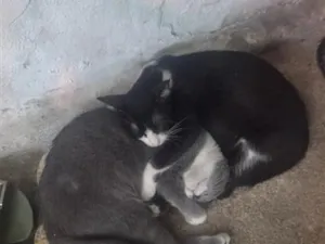 Gato raça SRD-ViraLata idade 7 a 11 meses nome Lila e Safira