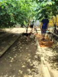 cães 01