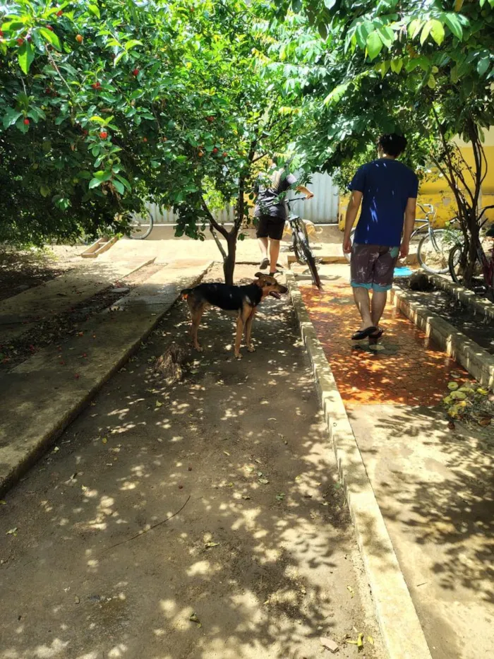 Cachorro raça SRD-ViraLata idade 1 ano nome cães 01