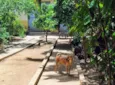 cães 01