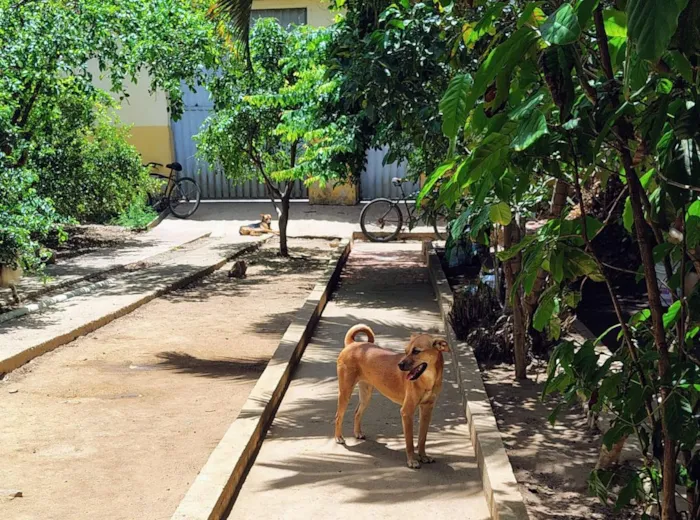 Cachorro raça SRD-ViraLata idade 1 ano nome cães 01