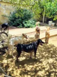 cães 01