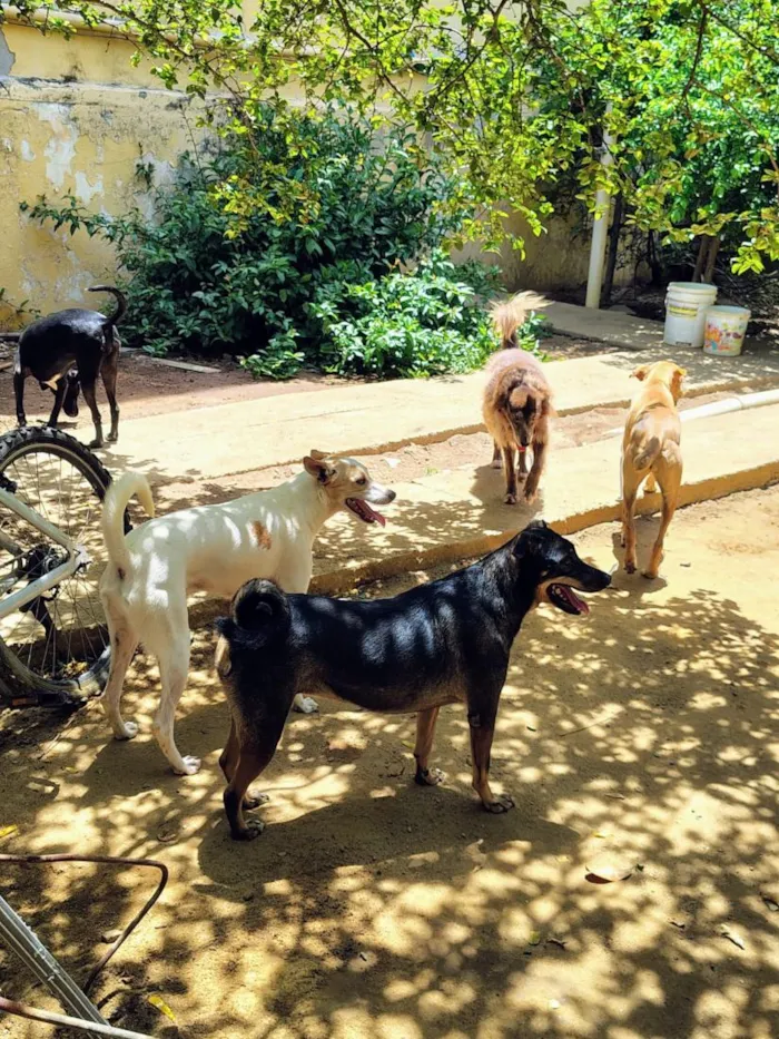 Cachorro raça SRD-ViraLata idade 1 ano nome cães 01