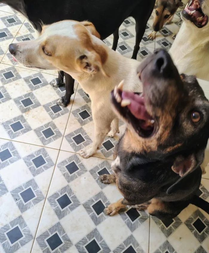 Cachorro raça SRD-ViraLata idade 1 ano nome cães 01