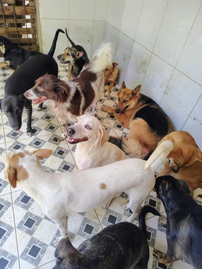 Cachorro raça SRD-ViraLata idade 1 ano nome cães 01