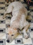 cães 01