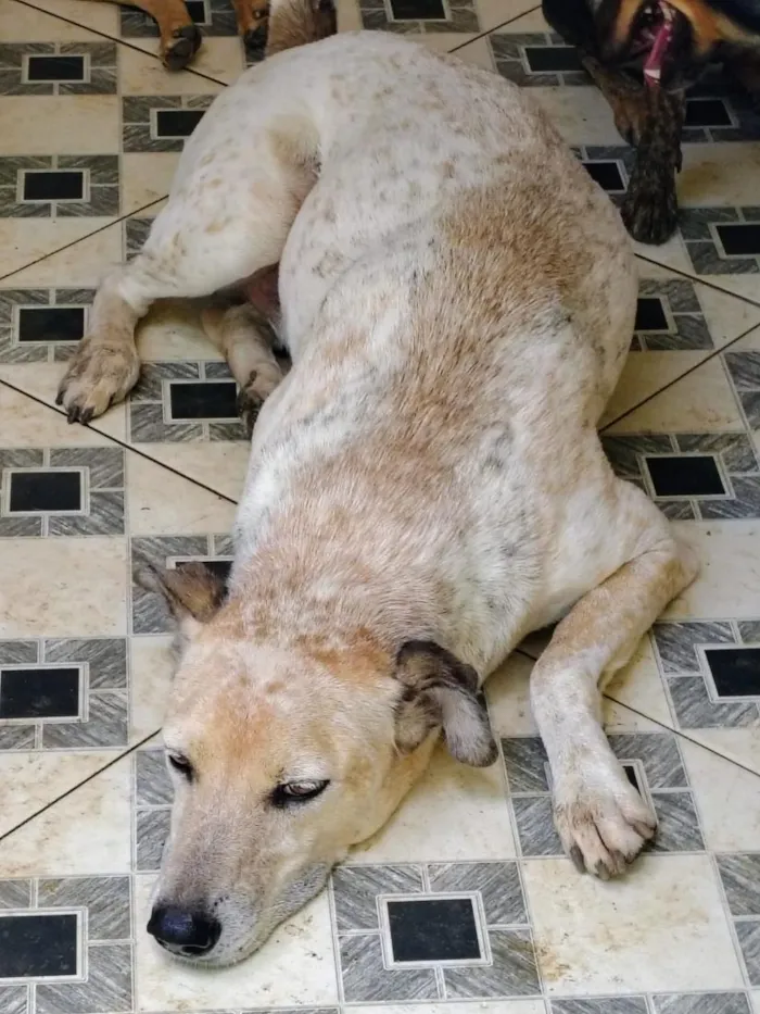 Cachorro raça SRD-ViraLata idade 1 ano nome cães 01