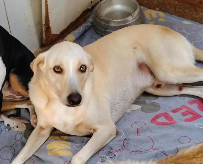 Cachorro raça SRD-ViraLata idade 1 ano nome cães 01