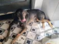 cães 01