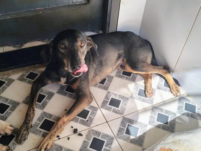 Cachorro raça SRD-ViraLata idade 1 ano nome cães 01