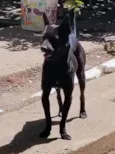 cães 01