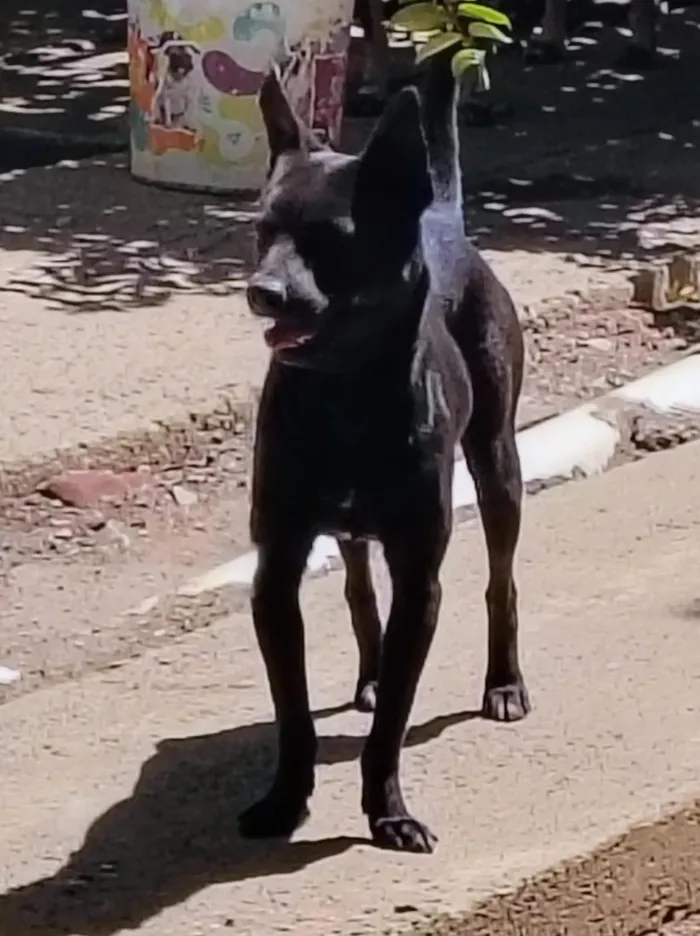 Cachorro raça SRD-ViraLata idade 1 ano nome cães 01