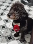 cães 01