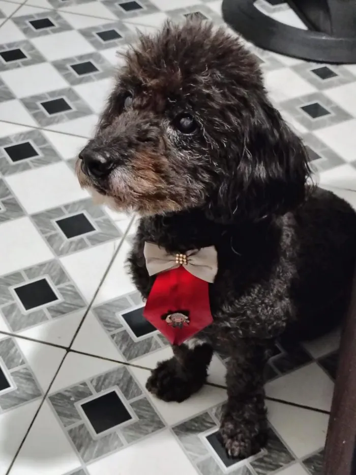 Cachorro raça SRD-ViraLata idade 1 ano nome cães 01