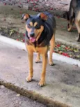 cães 01