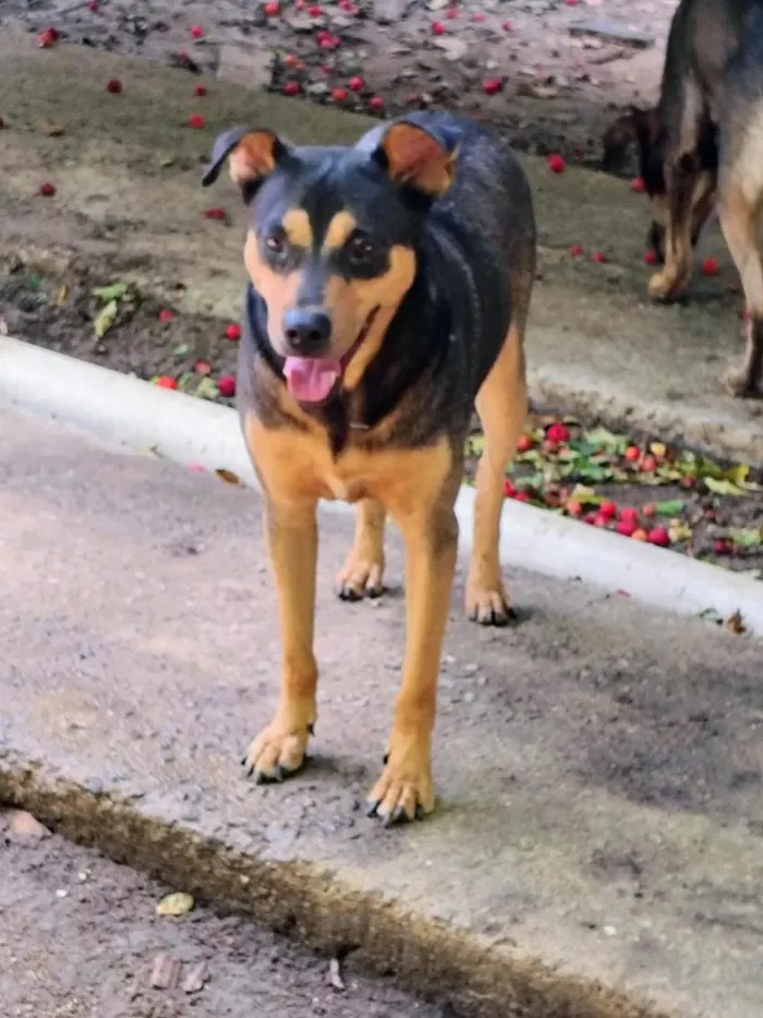 Cachorro raça SRD-ViraLata idade 1 ano nome cães 01