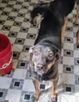 cães 01