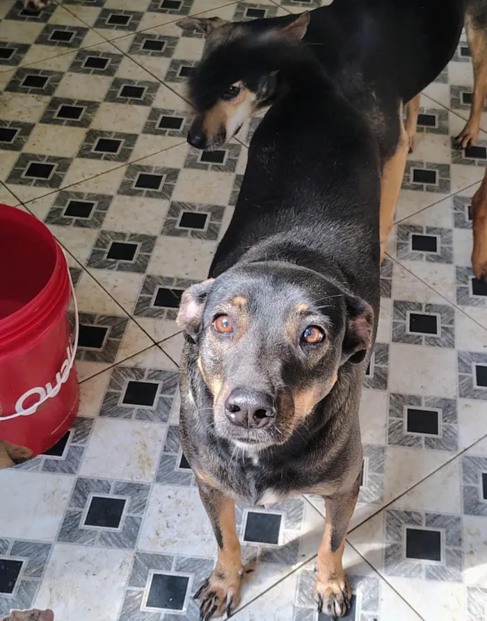 Cachorro raça SRD-ViraLata idade 1 ano nome cães 01