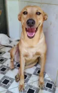cães 01